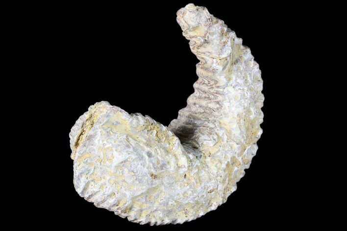 Cretaceous Fossil Oyster (Rastellum) - Madagascar #88474